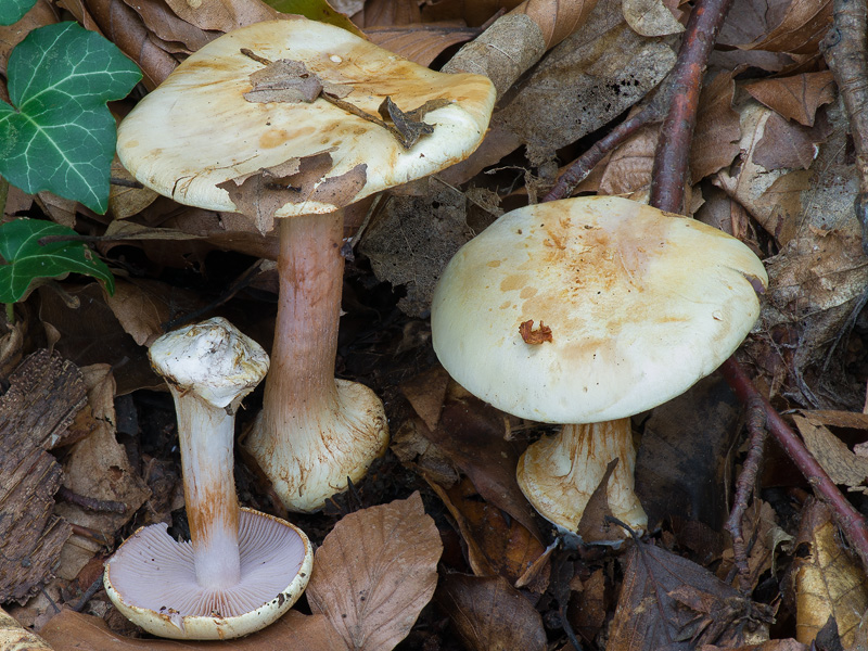 Cortinarius insignibulbus